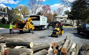 How Our Tree Care Process Works  in  Perryopolis, PA