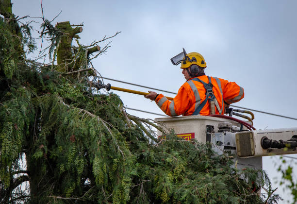 Trusted Perryopolis, PA Tree Services Experts